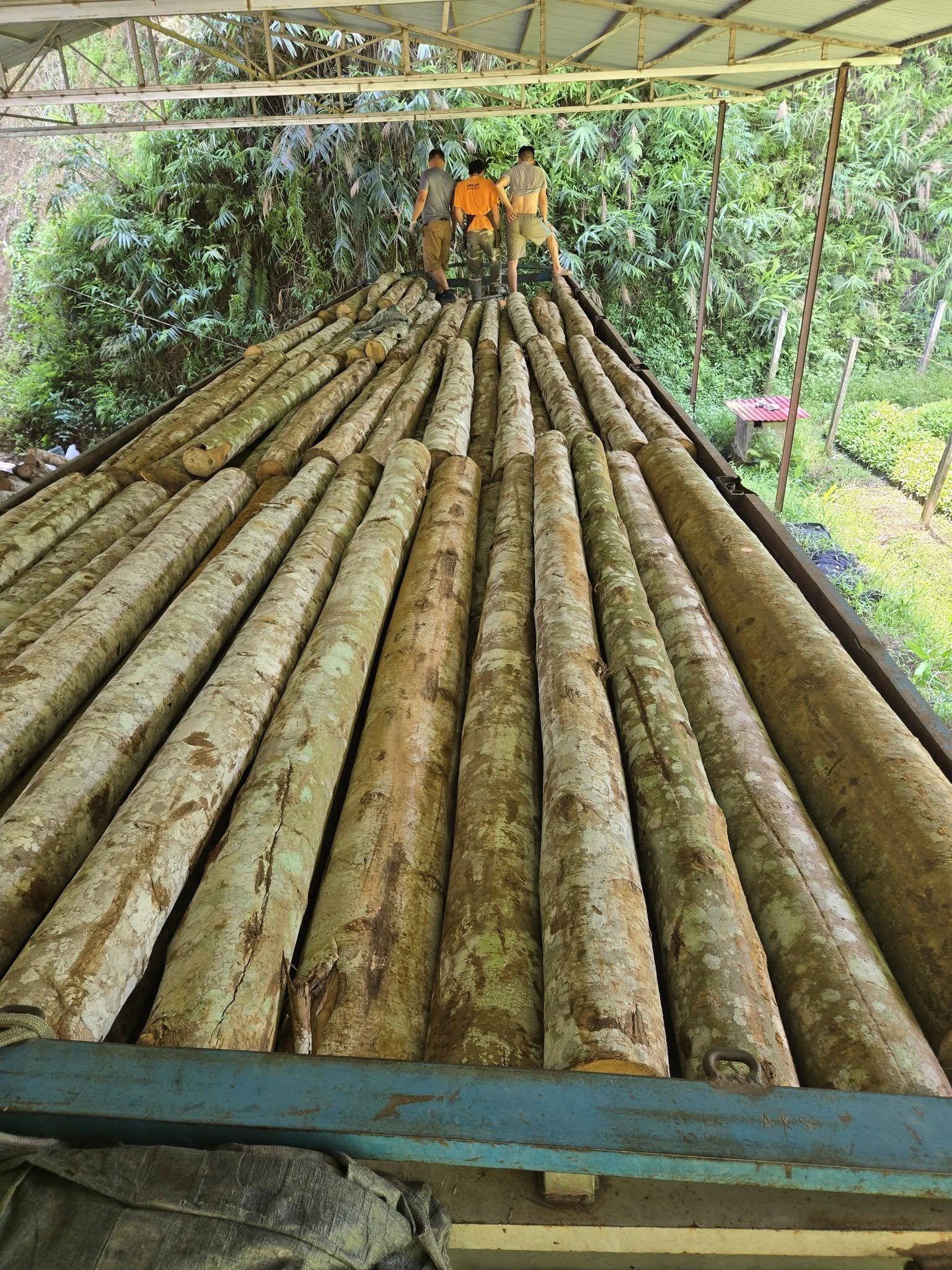 Gỗ tròn nguyên liệu