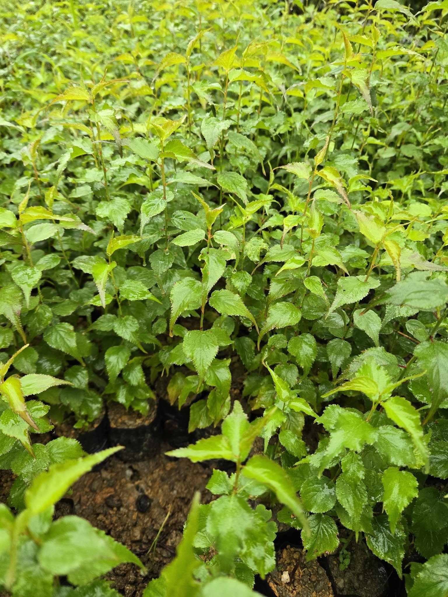 Cây giống xanh khỏe