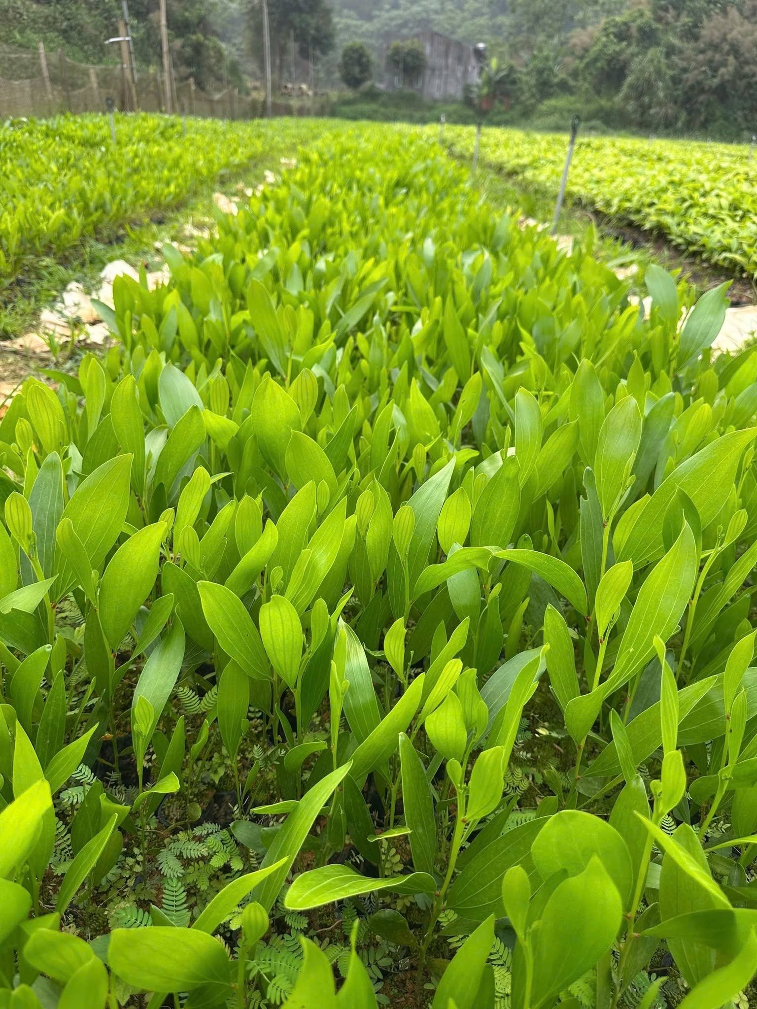 Luống cây giống