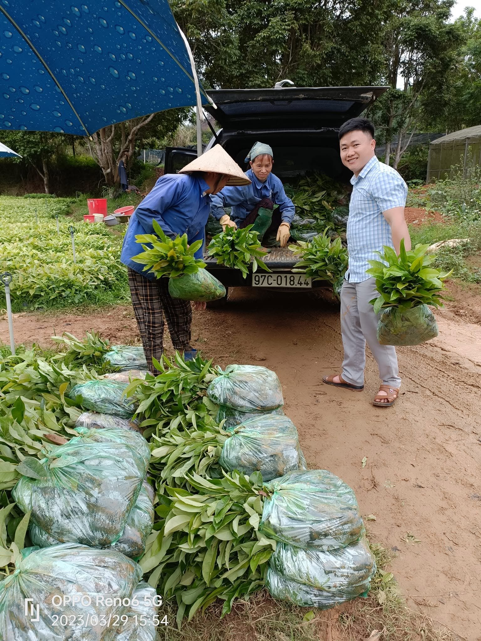 Thu hoạch cây giống
