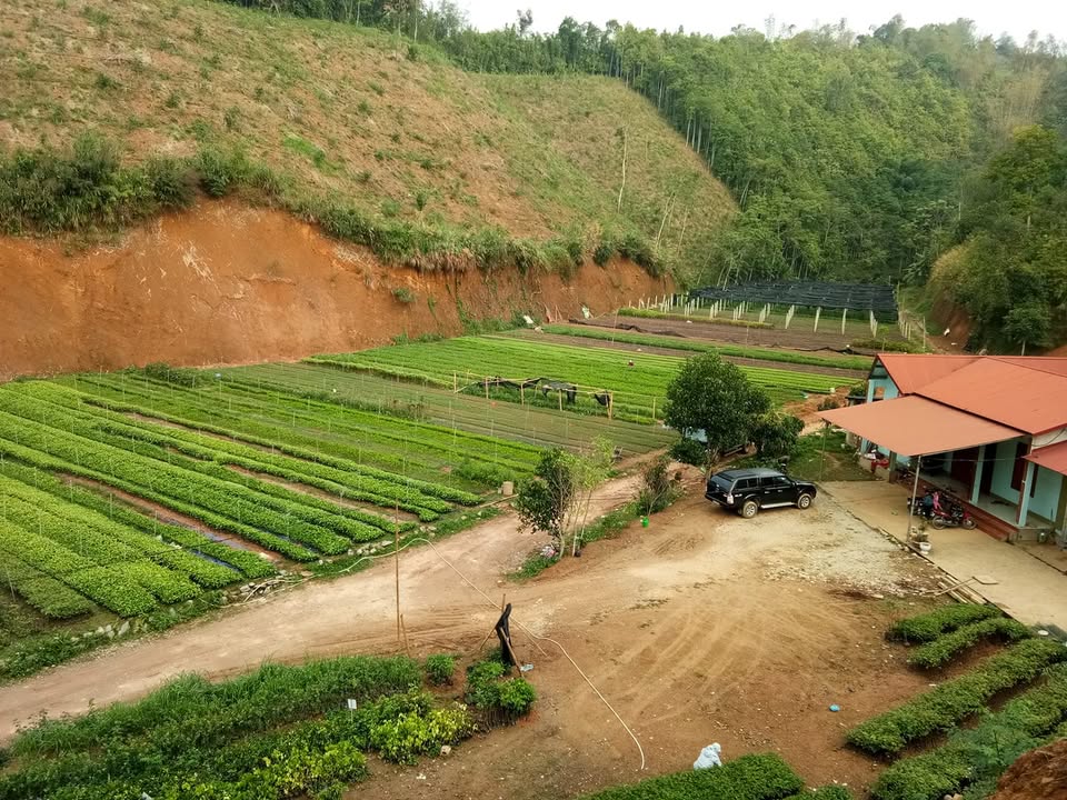 Toàn cảnh vườn ươm cây giống Mạnh Minh Nursery